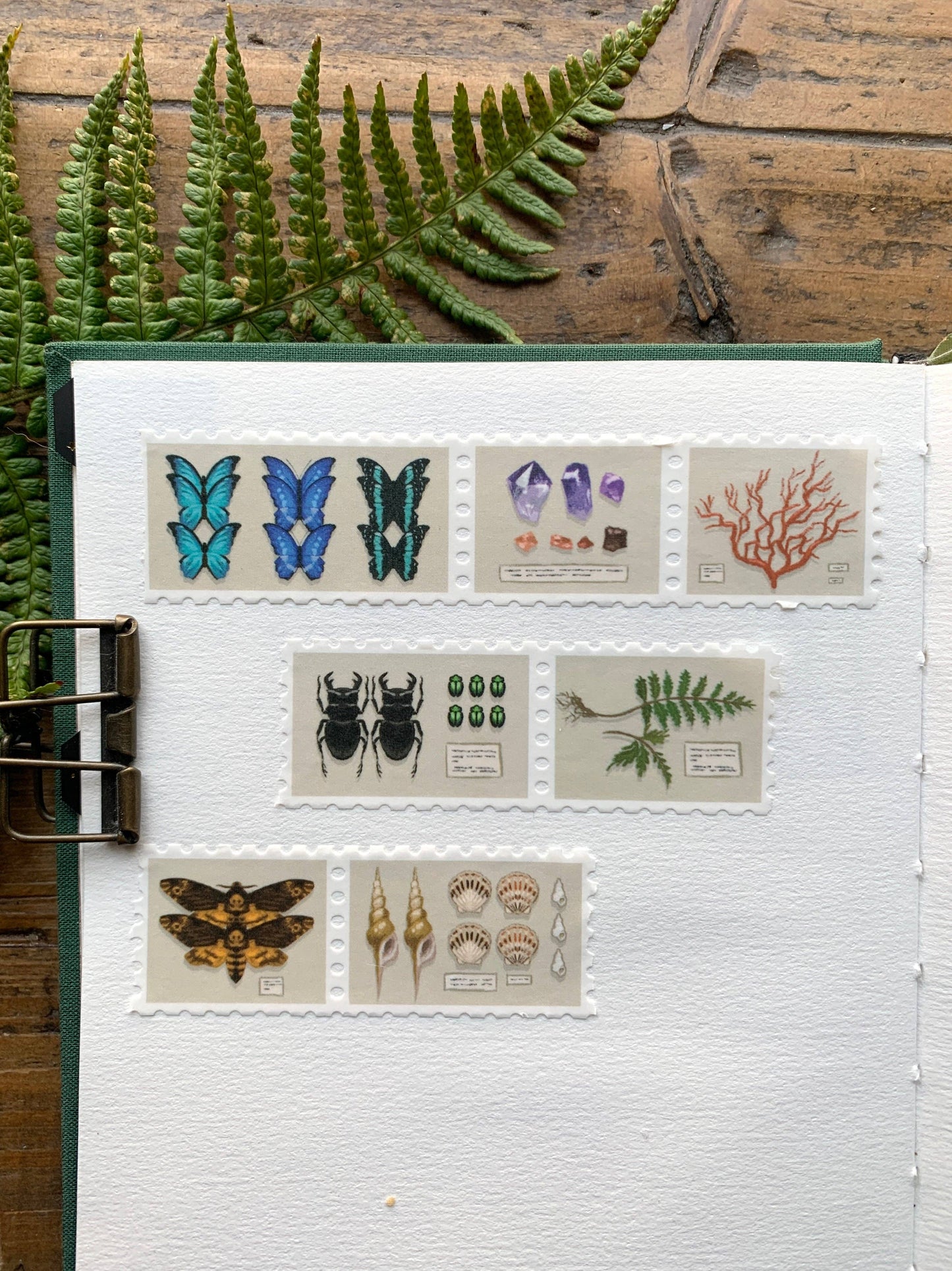 🪶 Specimen Drawer Stamp Washi Tape